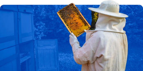 Tecnologia Na Apicultura Impulsiona Desenvolvimento Do Agronegócio