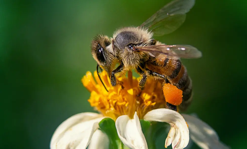 extinção das abelhas