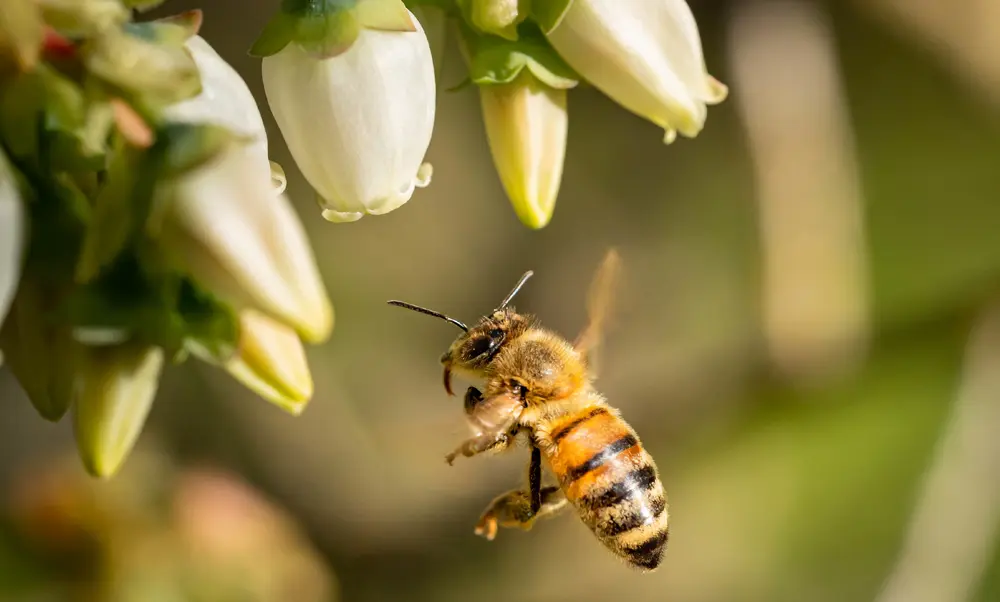Tecnologia é aliada na apicultura