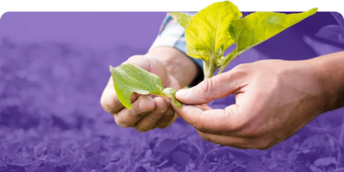 Agricultura Digital: Menos Desperdício E Mais Rentabilidade