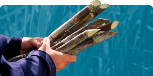 Case De Sucesso - Sustentabilidade De Sistemas Em Empresa Sucroenergética